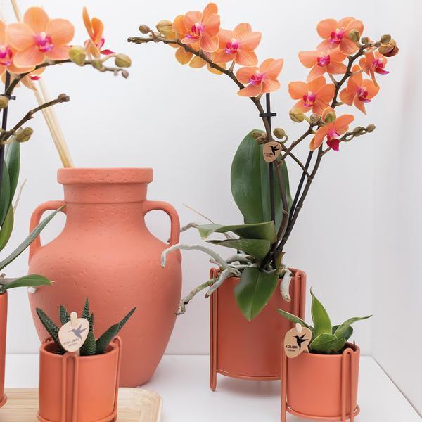 Oranje Phalaenopsis – Onderhoudsvriendelijke Orchidee Ø9cm Pot