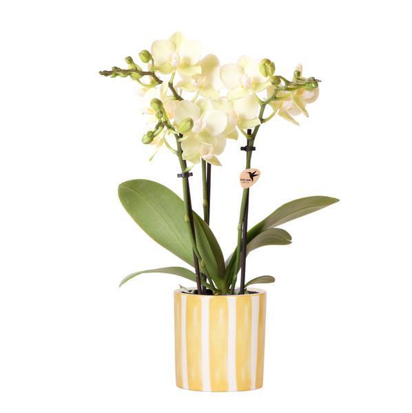 Gele Phalaenopsis Orchidee – Bloeiende Plant met Gele Pot