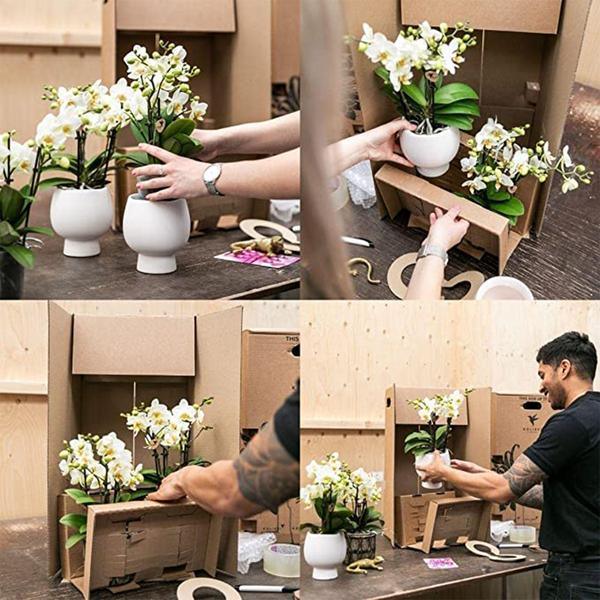Kolibri Orchids – Diverse Orchideeënbox, 4 Variaties, Voordeelprijs
