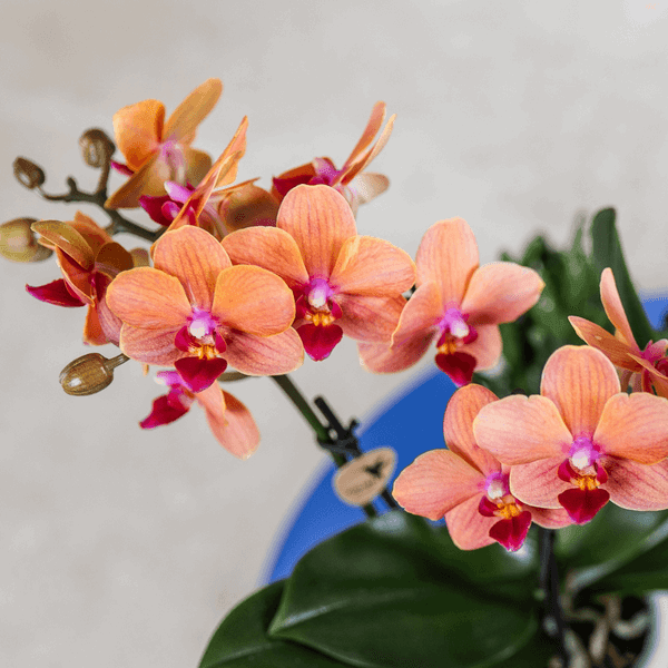 Oranje Orchidee & Sierpot Combo