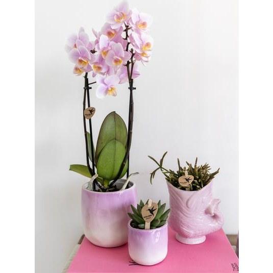 Roze Phalaenopsis Orchidee - Onderhoudsvriendelijke Bloem 9cm