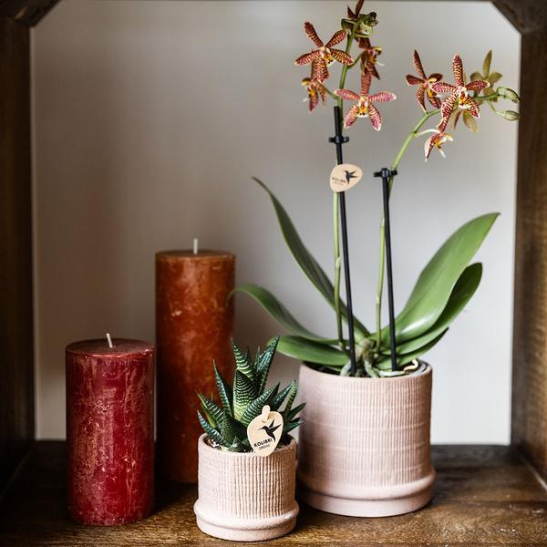 Kolibri Home | Bali sierpot - Sand - Ø6cm