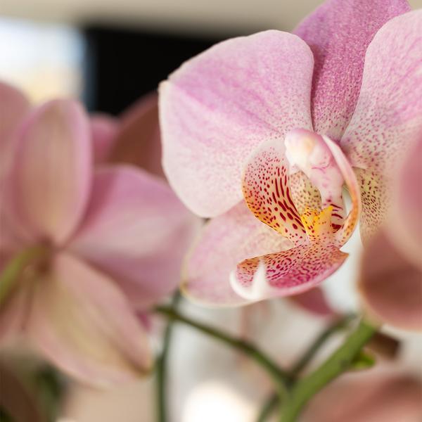 Phalaenopsis Orchidee Oudroze – Bloeiende Kamerplant met Pot