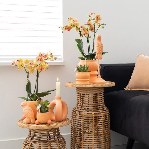 Oranje Phalaenopsis Orchidee – Tropische Bloei met Sierpot