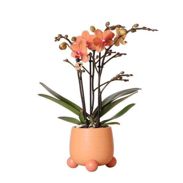 Oranje Phalaenopsis – Bloeiende en Onderhoudsvriendelijke Orchidee