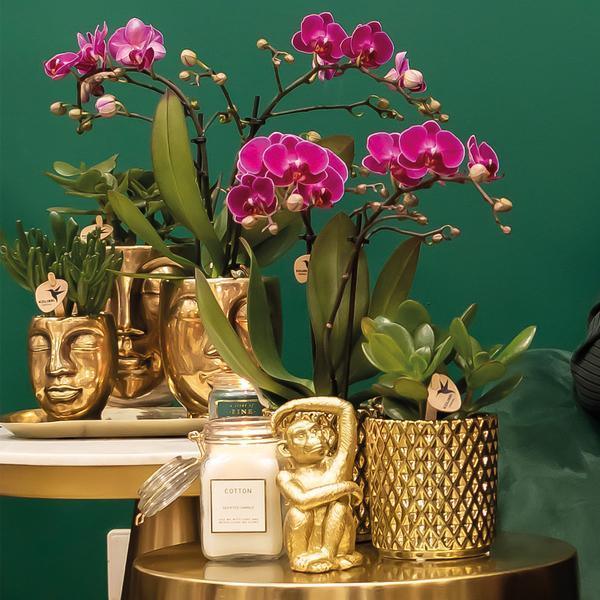 Paarse Phalaenopsis Orchidee Morelia – Met Gouden Sierpot 35 cm