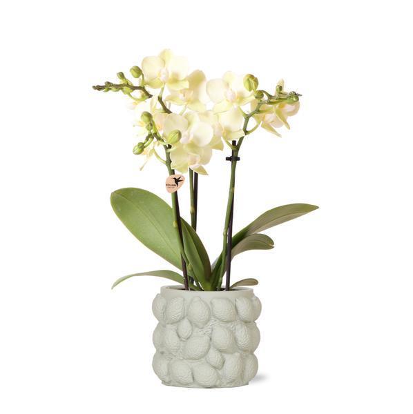 Phalaenopsis Orchidee Geel – Onderhoudsvriendelijk met Sierpot
