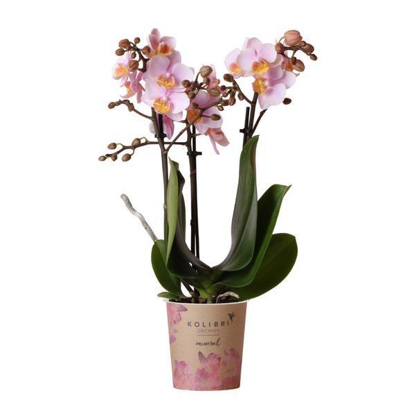 Roze Phalaenopsis Orchidee - Onderhoudsvriendelijke Bloem 9cm
