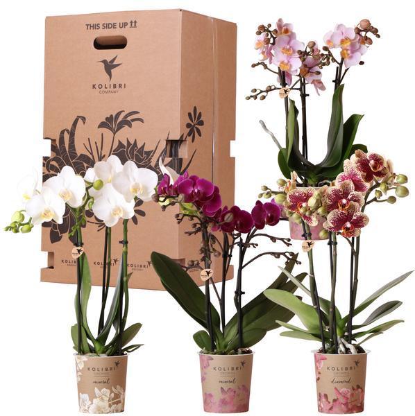 Kolibri Orchids – Diverse Orchideeënbox, 4 Variaties, Voordeelprijs