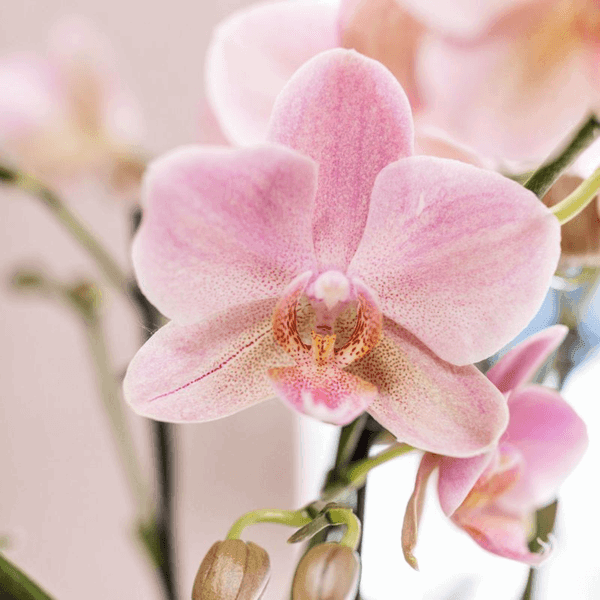Treviso Orchideeën - Bloeiende Kamerplant met Sierpot Ø12cm