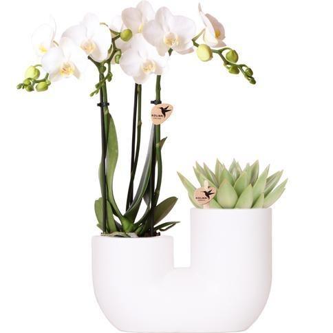 Kolibri Orchids | Set van witte orchidee Amabilis en succulent in Tube sierpot wit - potmaat Ø9cm | bloeiende kamerplant - vers van de kweker