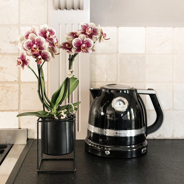 Geel Rode Phalaenopsis Orchidee – Uniek, Vers van Kweker