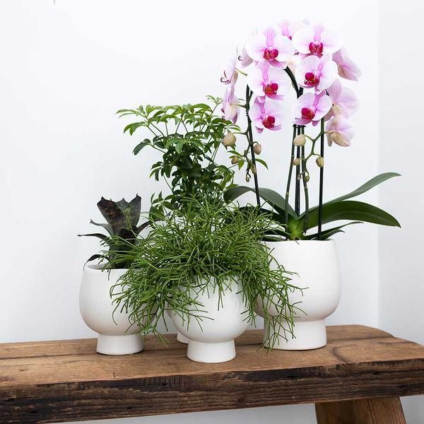Roze Phalaenopsis Orchidee in Sierpot – Onderhoudsvriendelijk 40cm