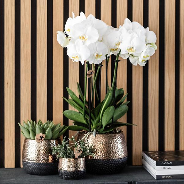 Phalaenopsis Orchidee in Koperen Sierpot – Gemakkelijk te Verzorgen