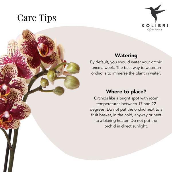 Geel Rode Phalaenopsis Orchidee – Uniek, Vers van Kweker