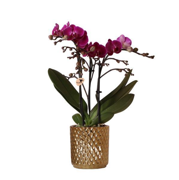Paarse Phalaenopsis Orchidee Morelia – Met Gouden Sierpot 35 cm