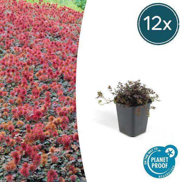12x Acaena microphylla 'Kupferteppich' - ↕10-25cm - Ø9cm - PlantJeWel