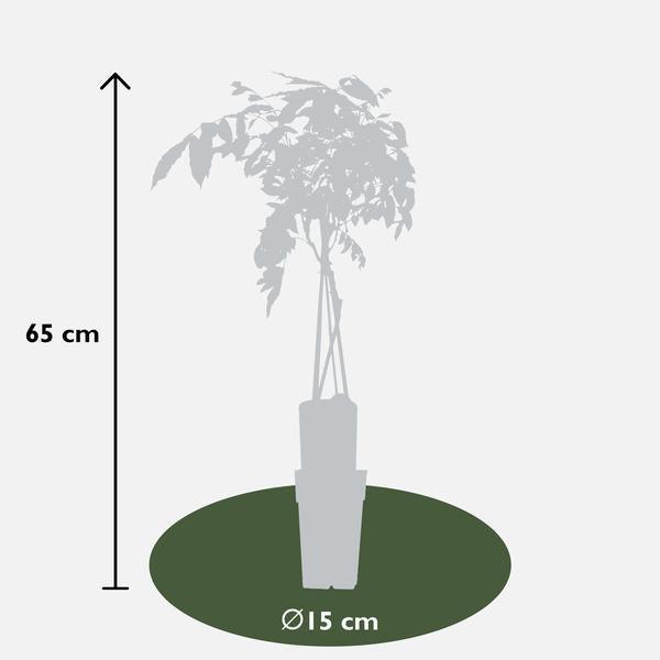 Wisteria sinensis 'Prolific' - Blauwe regen - Ø15cm - ↕65cm