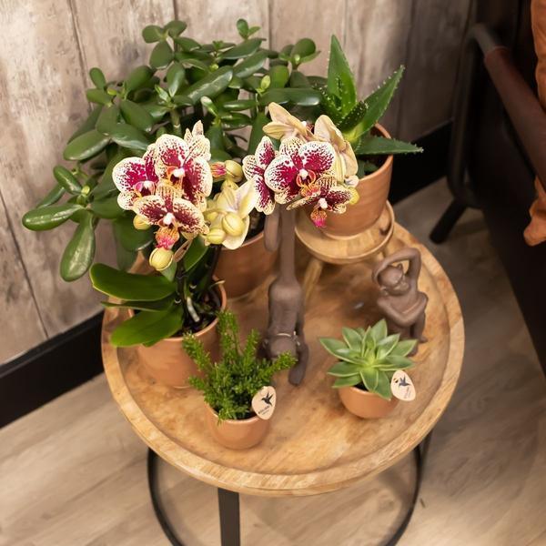 Phalaenopsis Orchidee Spain – Kleurrijk met Glanzende Sierpot