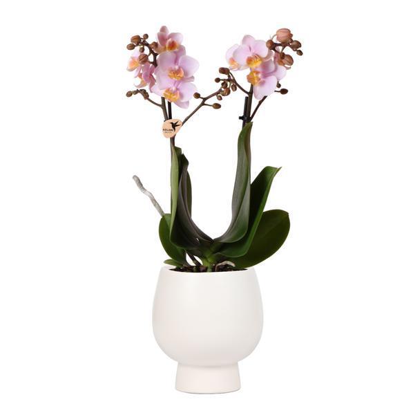Roze Phalaenopsis Orchidee in Sierpot – Onderhoudsvriendelijk 40cm