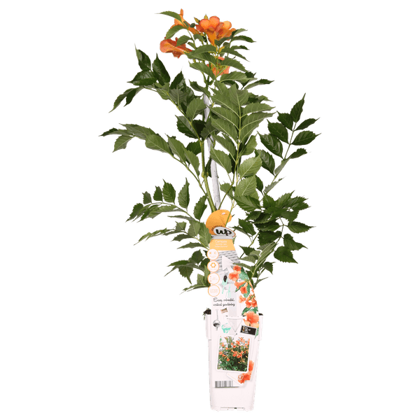 Campsis Indian Summer - Trompetbloem Oranje - Ø15cm - ↕65cm - Ø15 - ↨65cm