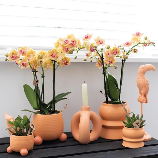 Oranje Phalaenopsis – Bloeiende en Onderhoudsvriendelijke Orchidee