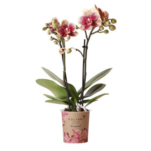 Geel Rode Phalaenopsis Orchidee – Uniek, Vers van Kweker