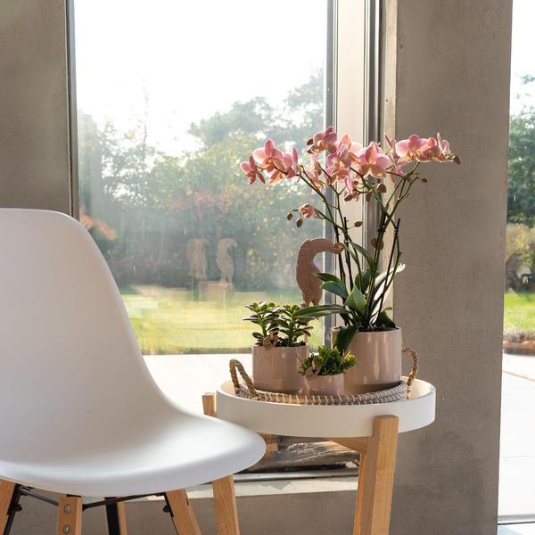 Phalaenopsis Orchidee Oudroze – Bloeiende Kamerplant met Pot