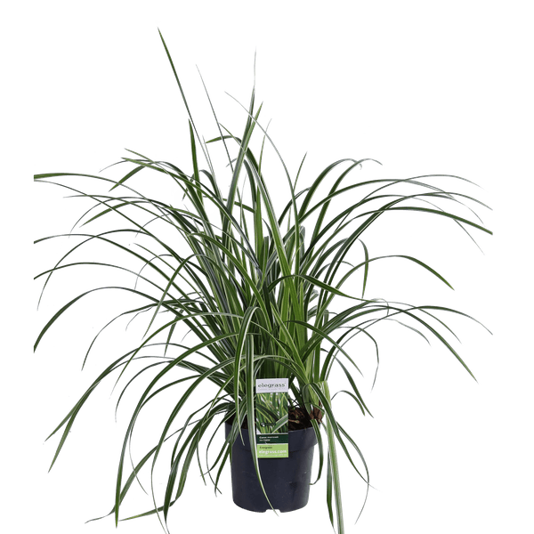 3x - Carex morrowii 'Ice Dance' - ↨30cm - Ø14