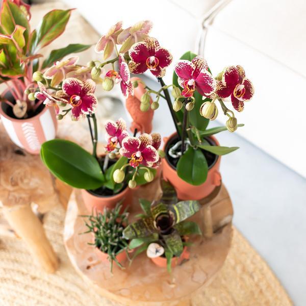 Geel Rode Phalaenopsis Orchidee – Uniek, Vers van Kweker