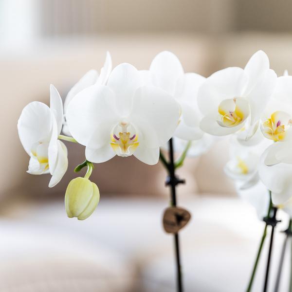 Kolibri Orchids – 4 Orchideeën Mix, Luchtzuiverend en Vers