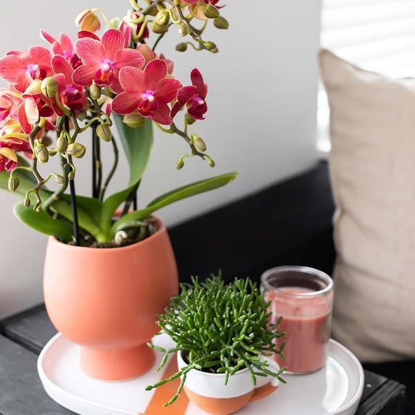 Rode Phalaenopsis Orchidee – Onderhoudsvriendelijke Kamerplant