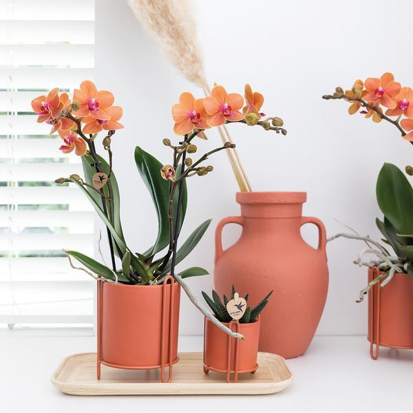 Oranje Phalaenopsis – Onderhoudsvriendelijke Orchidee Ø9cm Pot