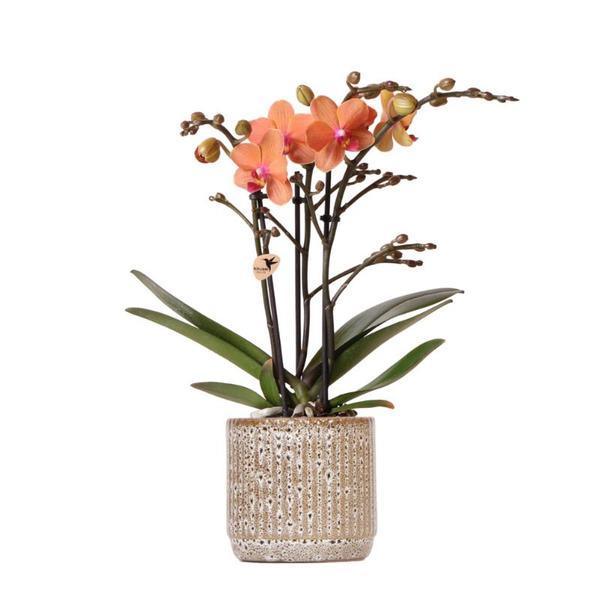 Oranje Phalaenopsis Orchidee – Bloeiende Plant met Jaguar Pot