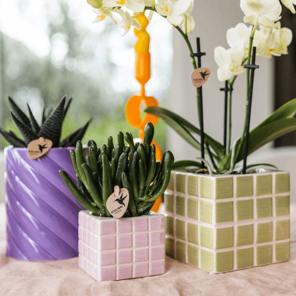 Gele Phalaenopsis Orchidee met Groene Sierpot - Onderhoudsvriendelijk