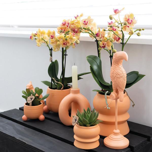 Oranje Phalaenopsis Orchidee – Tropische Bloei met Sierpot