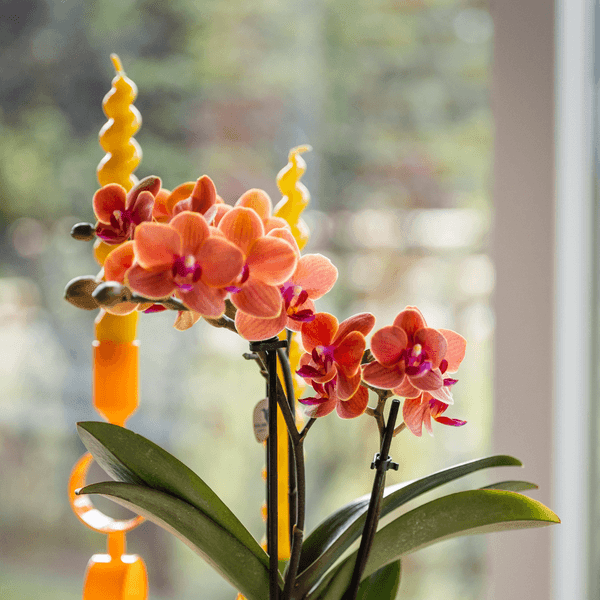 Oranje Bolzano Orchidee – Bloeiende Plant met Hieroglyph Pot