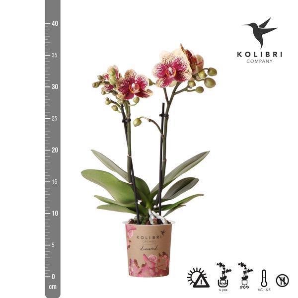 Geel Rode Phalaenopsis Orchidee – Uniek, Vers van Kweker