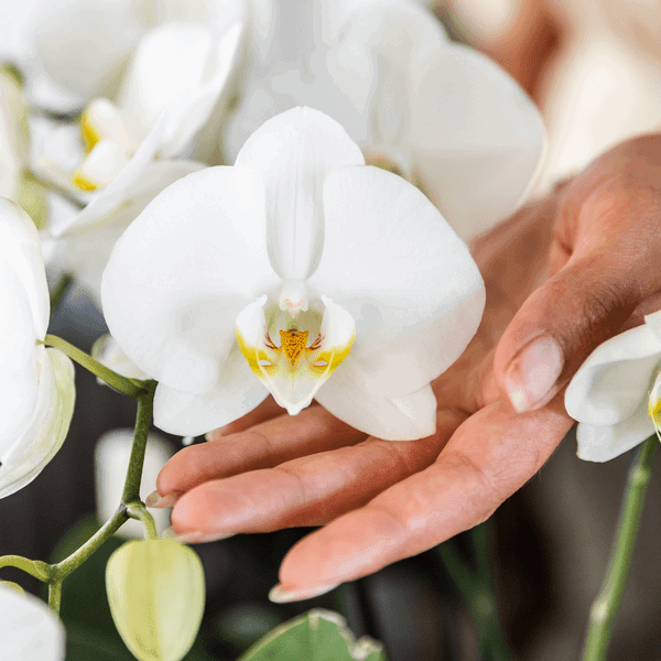 Witte Phalaenopsis Orchideeën – Duurzaam & Onderhoudsvriendelijk