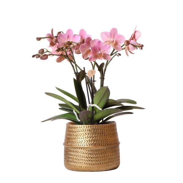Roze Phalaenopsis Orchidee in Gouden Pot – Luchtzuiverend Eyecatcher