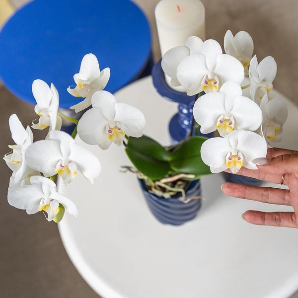Witte Phalaenopsis Amabilis – Bloeiende Orchidee incl. Pot Ø9cm