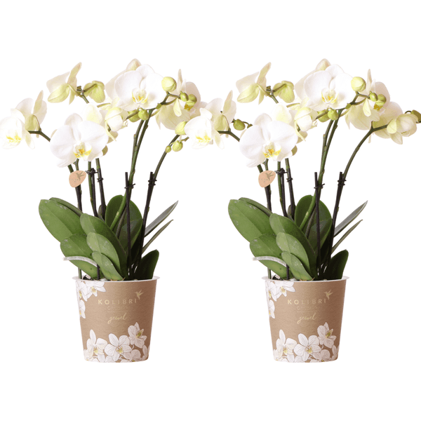 Witte Phalaenopsis Orchideeën – Duurzaam & Onderhoudsvriendelijk