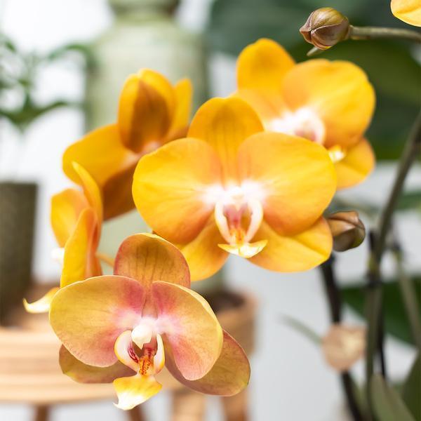 Kolibri Orchids – 4 Orchideeën Mix, Luchtzuiverend en Vers
