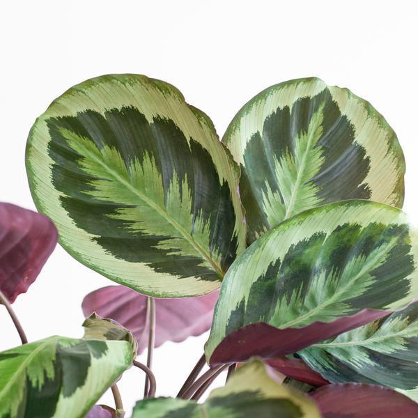 Calathea Medaillon – Elegante Kamerplant met Luxe Manden, 65 cm