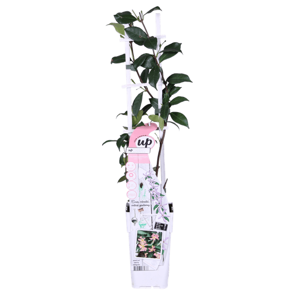 2x - Trachelospermum 'Star of Ibiza' - ↨65cm - Ø15