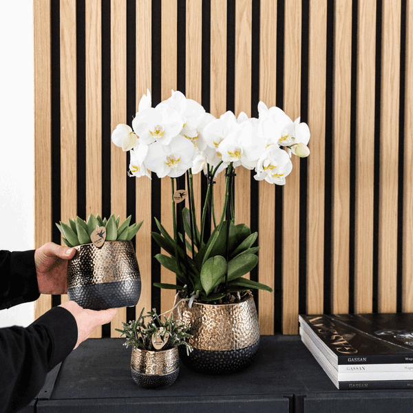 Witte Phalaenopsis Orchideeën – Duurzaam & Onderhoudsvriendelijk