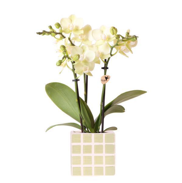 Gele Phalaenopsis Orchidee met Groene Sierpot - Onderhoudsvriendelijk