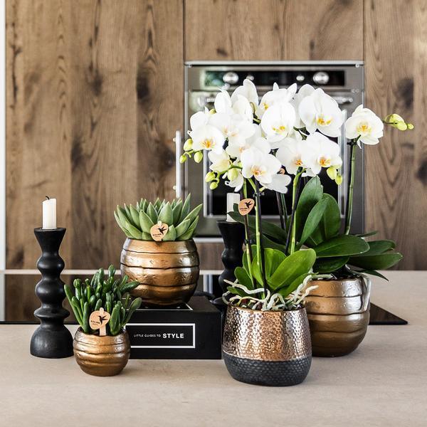 Phalaenopsis Orchidee in Koperen Sierpot – Gemakkelijk te Verzorgen