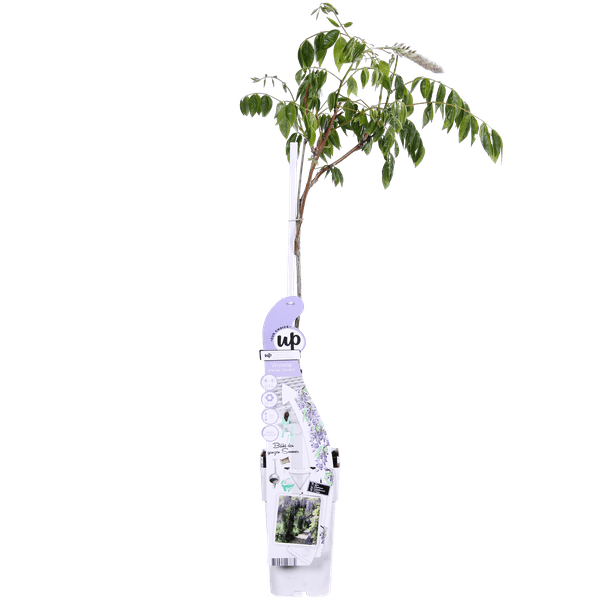 Wisteria sinensis Caroline - Paarse Regen - Ø15cm - ↕65cm