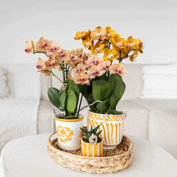 Oranje Orchidee 'Jamaica' met Luxe Malaga Pot – Tropische Sfeer
